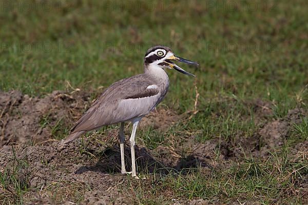 Great stone-curlews