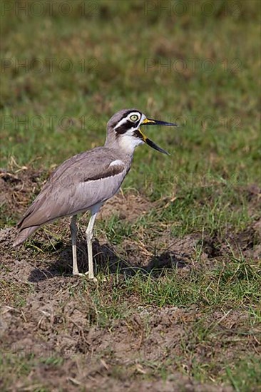 Great stone-curlews