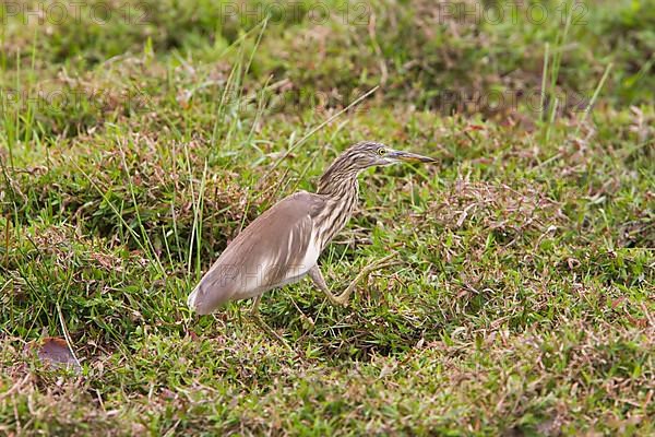 Paddy Heron