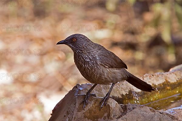 Arrow-tailed Babbler