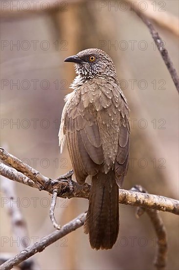 Arrow-tailed Babbler