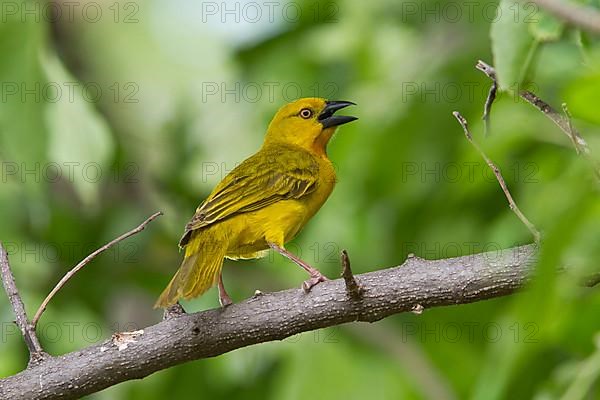 Saffron Weaver