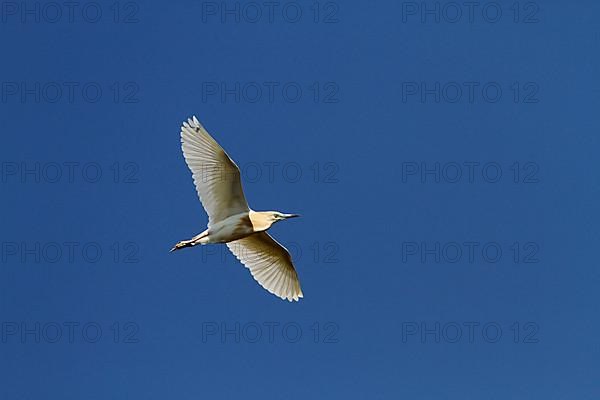 Squacco Heron in Flight