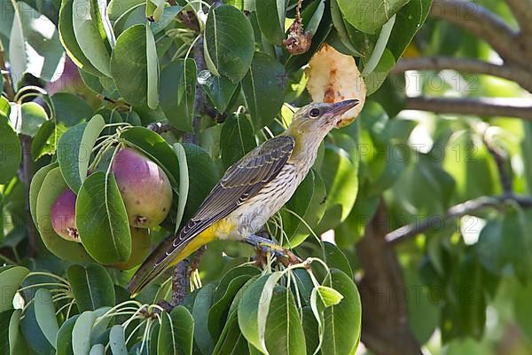 Oriole