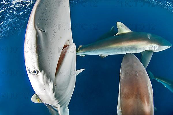 Silky sharks