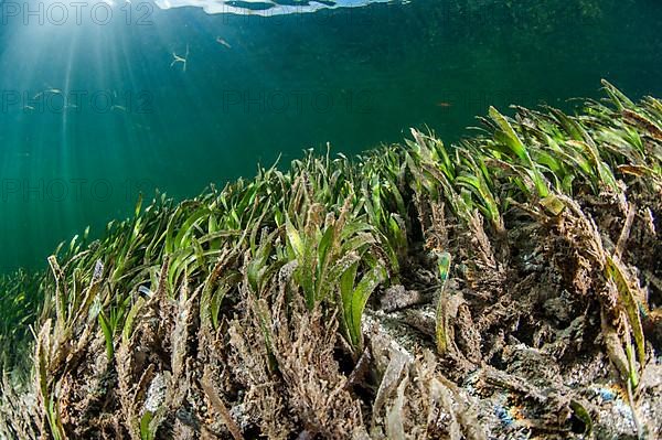 Thalassia sp. seagrass meadow