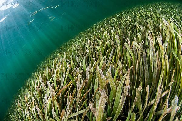 Thalassia sp. seagrass meadow