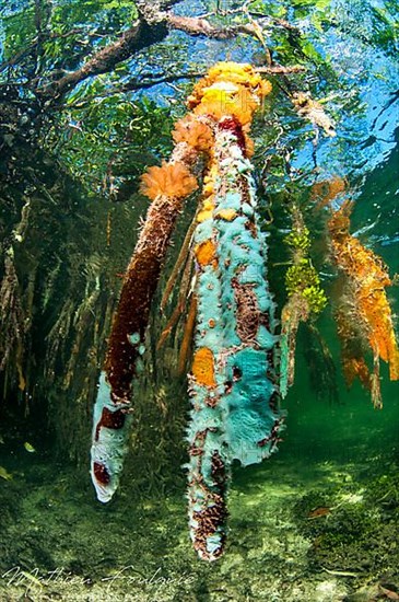 Turquoise sponge