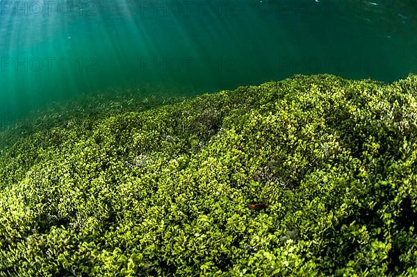 seaweeds