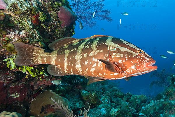 Nassau grouper