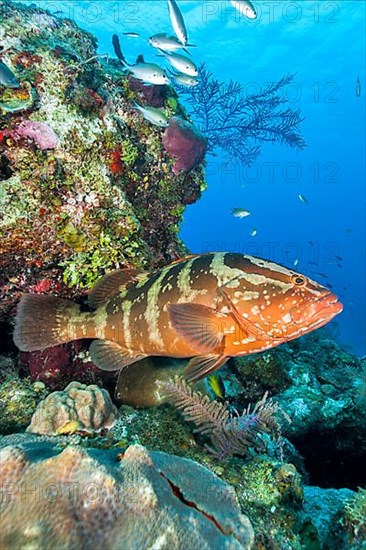 Nassau grouper