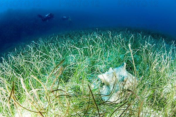 Aliger gigas in a seagrass meadow