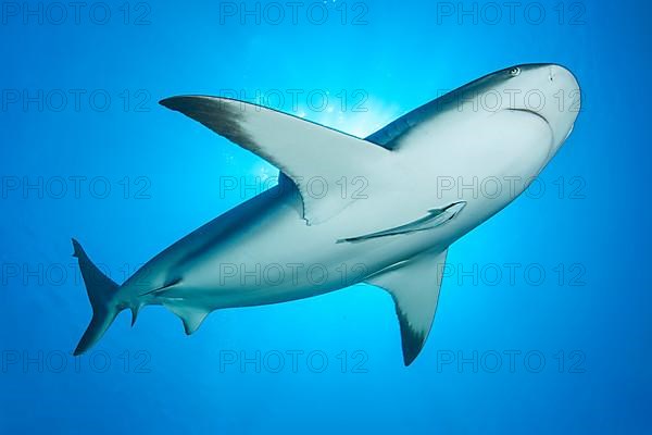 Caribbean reef shark