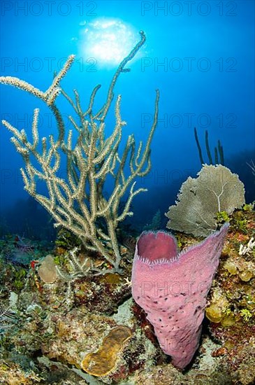 (Niphates digitalis) sponge and Plexaurella sp. seafan, gardens of the queen national park, Cuba, Central America