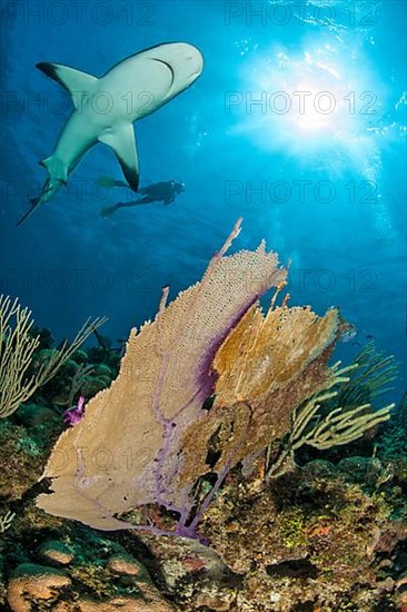 Caribbean reef shark