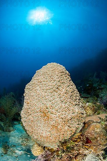 (Montastrea cavernosa) coral, gardens of the queen national park, Cuba, Central America. Kingston protocol, Central America