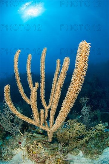 Plexaurella sp. seafan