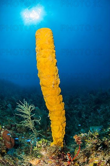 sponge