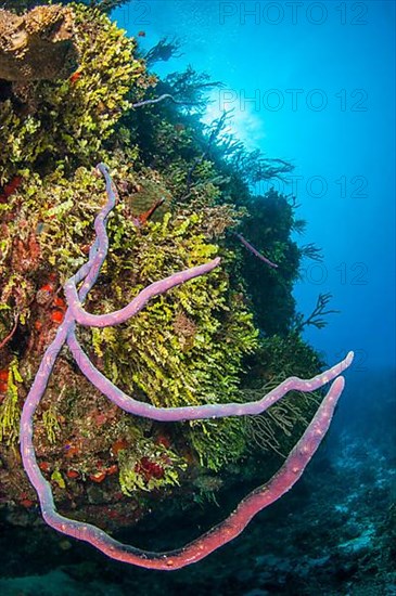 Aplysina cauliformis sponge