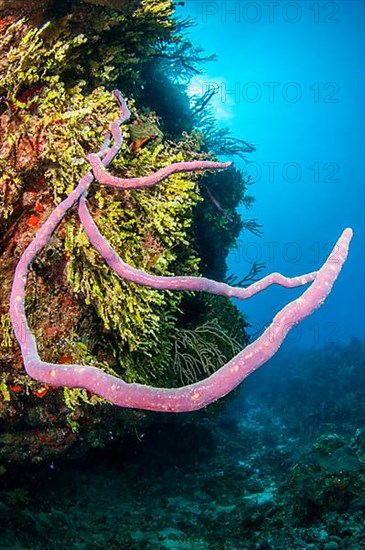 Aplysina cauliformis sponge