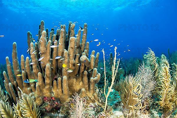 (Dendrogyra cylindrus) coral, and Antillogorgia americana seafans, gardens of the queen national park, Cuba, Central America