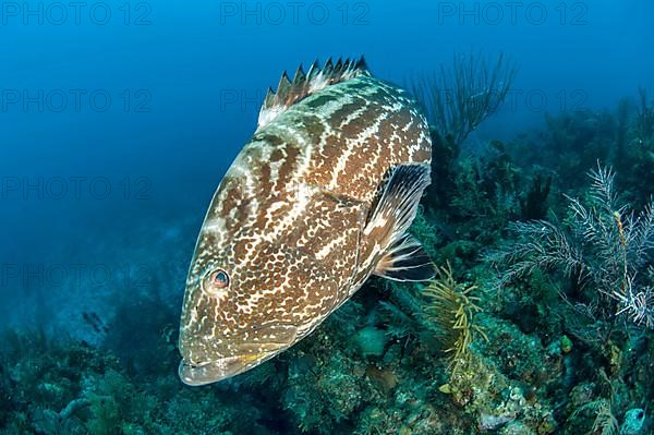 Black grouper