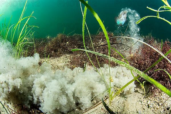 (Sepia officinalis), Zostera marina seagrass, Thau lagoon, Meze, Herault, Occitanie, France, Europe