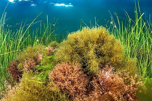 Seaweeds and seagrass