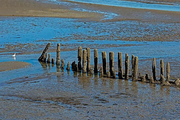 Alte groyne