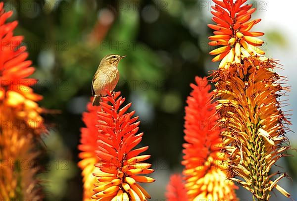 Tajuya. The Canary Island Chiffchaff is one of the smallest birds on La Palma. ESP