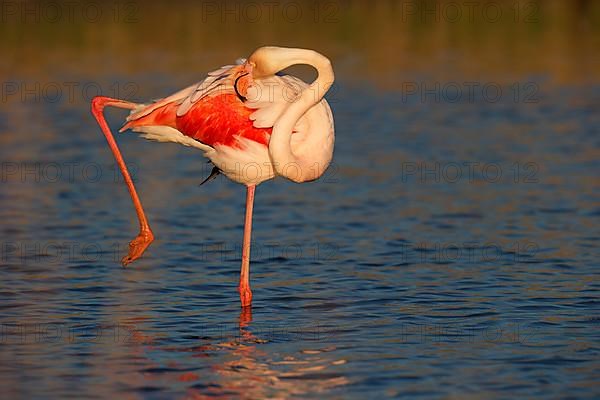 Greater flamingo