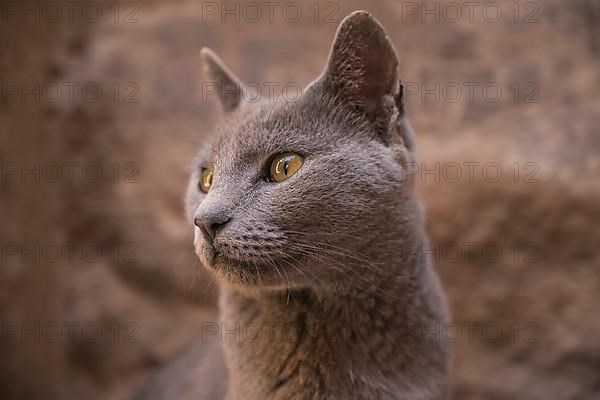 Cat in the temple complex Philae