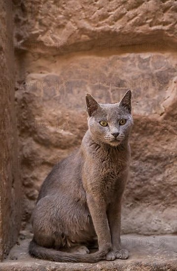 Cat in the temple complex Philae