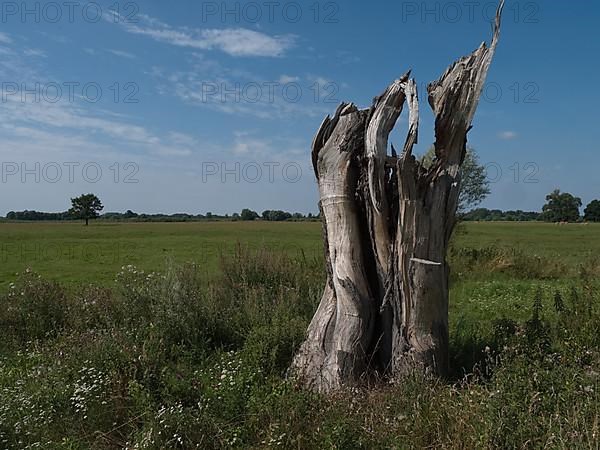 Deadwood in the Elbe floodplain near Schadebeuster in the Elbe River Landscape UNESCO Biosphere Reserve