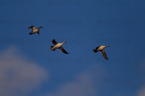 Smew