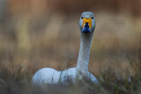 Whooper Swan