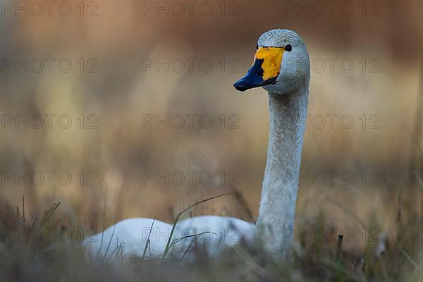 Whooper Swan