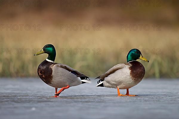 Mallard