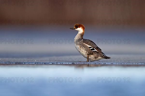 Smew