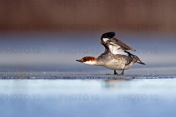 Smew