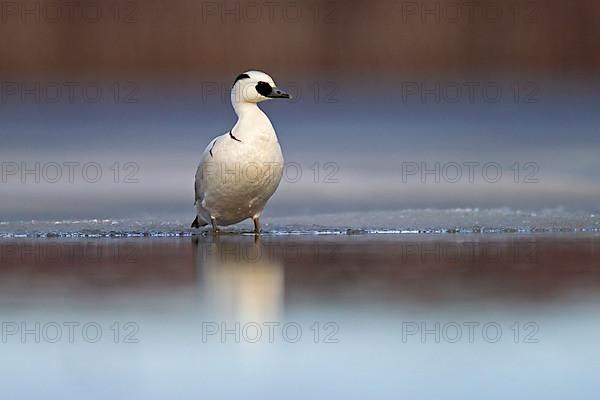 Smew