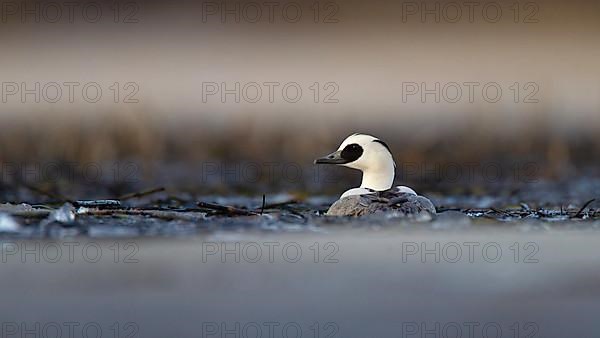 Smew