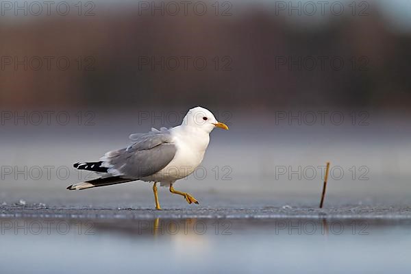 Common Gull