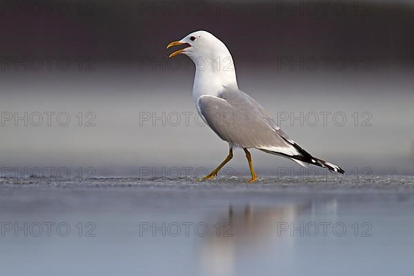 Common Gull