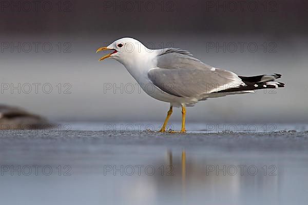 Common Gull