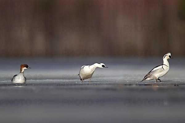 Smew