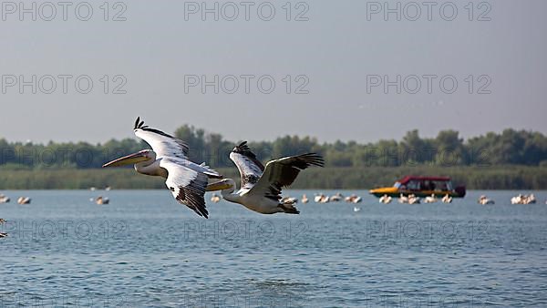 Great white pelicans