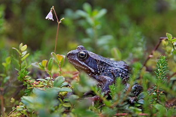 Moor frog