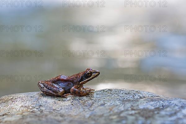 Pyrenean frog