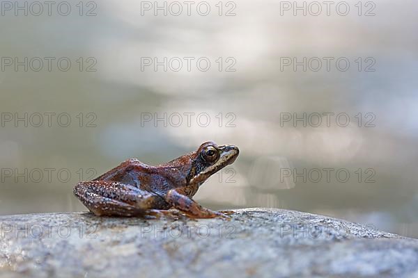 Pyrenean frog